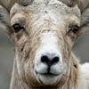 Big Ram