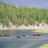 Bison Crossing the Yellowstone