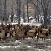 Elk Migration- Jackson WY
