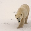 Horizontal Polar Bear