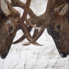 Elk Sparring