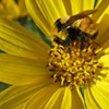 Bee and Arrowleaf Balsamroot- Grand Teton National Park