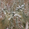 Red Day: Mule Deer and Fawn