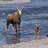 Moose and Calf