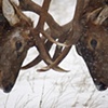 Elk Rut