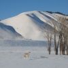 Coyote Scenic