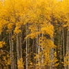 Fall Aspen Glory