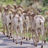 Bighorns on the road