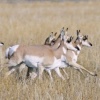 Pronghorn Running