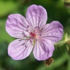 Pink Beauty