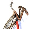 Praying Mantis
