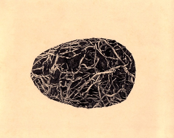 Root Ball
