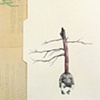 Family Tree
