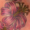 Pink lily