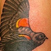bird in flight