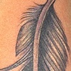 pigeon feather