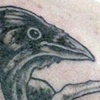 Raven in tree