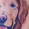 dog portrait
