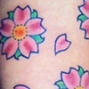 cherry blossoms