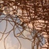 detail of Clinging too...