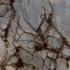 Entanglement