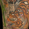 tiger and bamboo
