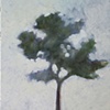 Pine