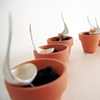 Planted Seedlings