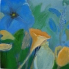 Morningglory