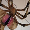 Underside of the FaceHugger