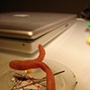 Worms with Cards