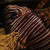 Lion Fish