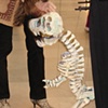 T-Rex