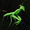 Mantis