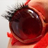 Close Up ChestBurster Eye