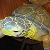 'Nickel' Sea Turtle Puppet