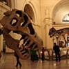 Puppets @ The Field Museum 