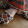 Sea Turtle