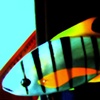 Golden Trevally
