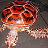 Sea Turtle