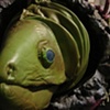 The Green Moray Eel Puppet