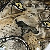 Lion in River