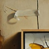 Rhinoceros Beetle