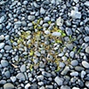 Reykjav&iacute;k Shore