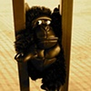 "Gorilla Issues"