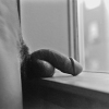 Window Display
