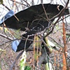 Tree Installation