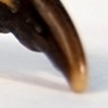Crab Claw Ring