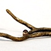 Cast Coral (ring and necklace)