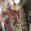 Magnified Enamel Ring